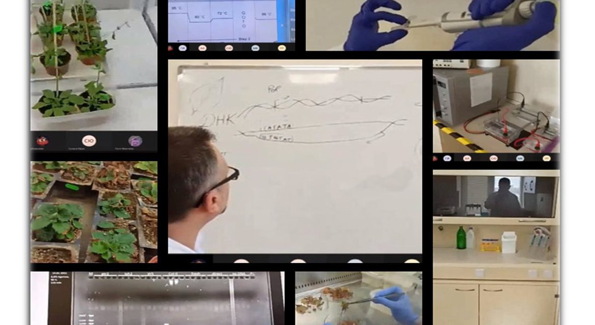 CPSBB’s researchers welcomed the students from “Petko Rachov Slaveikov” high school in Krichim for an online visit and an exercise in genetic processe