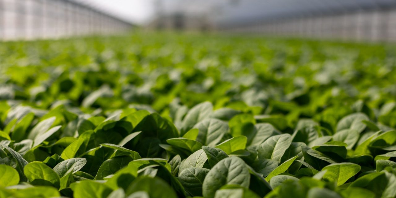 The AGRA 2020 International Agricultural Exhibition