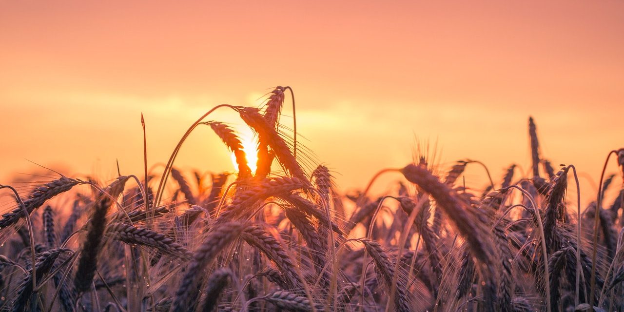 ISF World Seed Congress, 5-7 July 2021